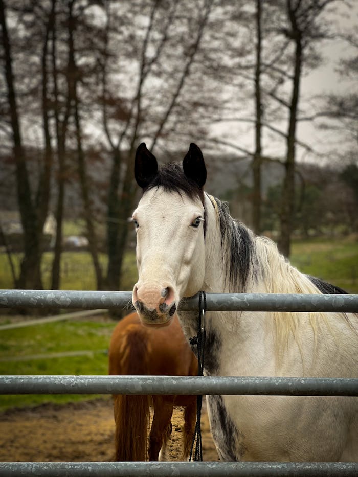 View of a Horse Face