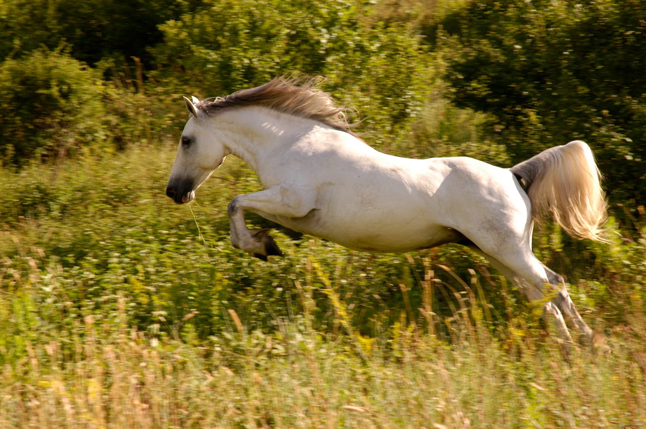 White Horse on Green Grass Field